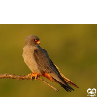 گونه شاهین پاسرخ Red-footed Falcon